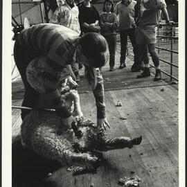 A Female Veterinary Science Student Shearing a  Sheep while Others Look on at Camden