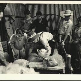 Checking of Sheep During Sheep Shearing at Camden