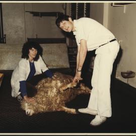 Two Veterinary Students Checking the Wool of  Sheep