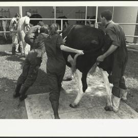 Several Veterinary Science Students Pushing a Cow at Camden