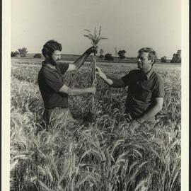 Lindsay O'Brien and Colleague Inspecting Wheat in the Field
