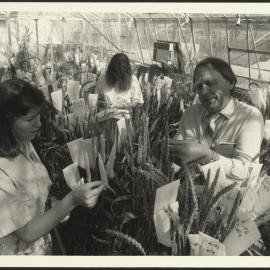 Louisa Robertson, Nicky Bailey and Alan Scaysbrook Inspecting Wheat at Narrabri Plant Breeding Institute