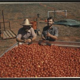 Technical Officers Mr David King (l) and Mr Glen Foxwell in the School of Crop Sciences with Tomatoes at Lansdowne Research Unit Camden