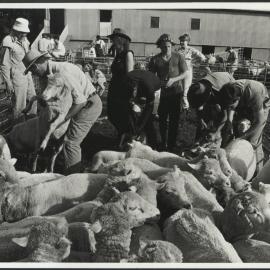 Agriculture Students with Sheep at Practice Class at Camden