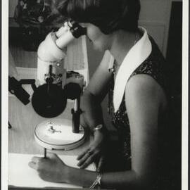 Agriculture Student at Microscope Examining Tiger Beetles
