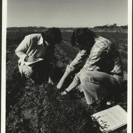 Agriculture Students Examining Roots of Crop in Field