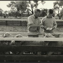 Two Agriculture Staff Members with Sheep in Pen