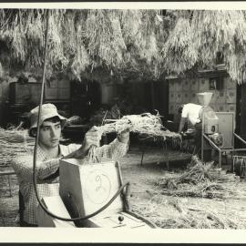 A Student Checking Straw in the Threshing Shed at Plant Breeding Institute Castle Hill