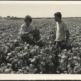 Agriculture Students on Soybean Field at Camden Farms Looking at Crop Techniques