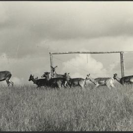 Deer Research Institute Camden Farm - A Line of Deer Walking in the Field