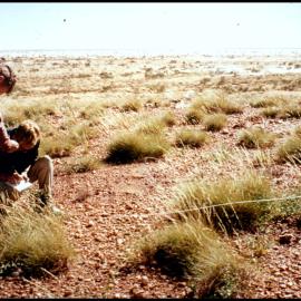 Transect near the Granites, Northern Territory