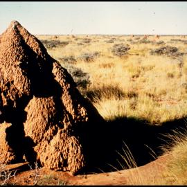 Derek Anderson Beside a Termite Mound