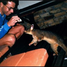 Andrew Ford with Possum at Warrah