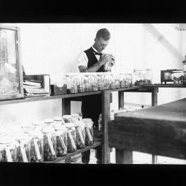 Breeding Experiments with Codling Moth