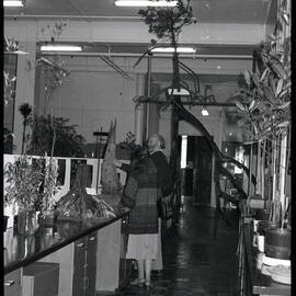 XIII International Botanical Congress Mangrove Exhibition