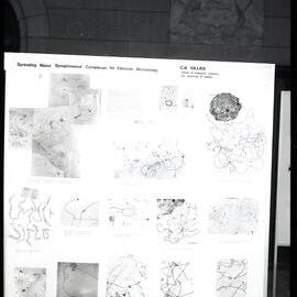 Poster by CB Gillies at the XIII International Botanical Congress