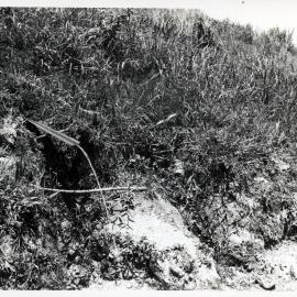 Plants, Papua New Guinea