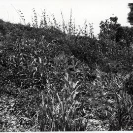 Plants, Papua New Guinea
