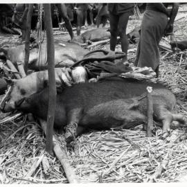 Group Preparing Pigs for Ceremony