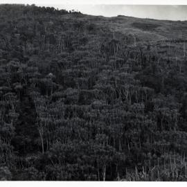 Mountainside, Papua New Guinea