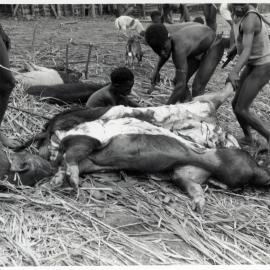 Preparing Pigs for Ceremony