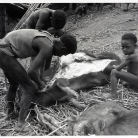 Group Preparing Pigs for Ceremony