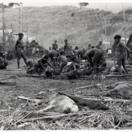 Group Preparing Pigs for Ceremony