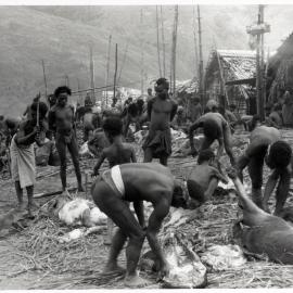 Group Preparing Pigs for Ceremony