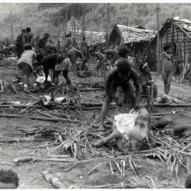 Group Preparing Pigs for Ceremony
