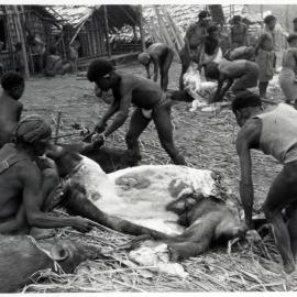 Group Preparing Pigs for Ceremony