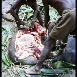Butchering Pigs for Ceremony
