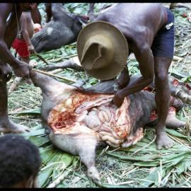 Butchering Pigs for Ceremony