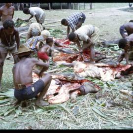 Butchering Pigs for Ceremony