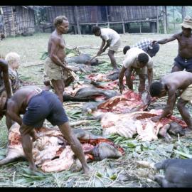 Butchering Pigs for Ceremony