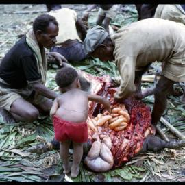 Butchering Pigs for Ceremony