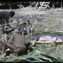 Preparing Pigs for Ceremony