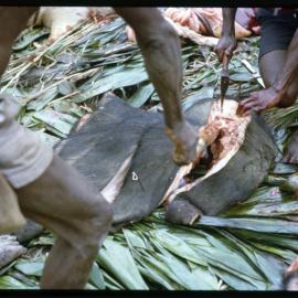 Butchering Pigs for Ceremony