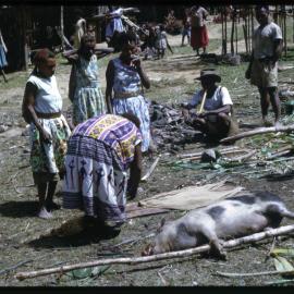 Women Preparing Pigs for Ceremony
