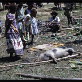 Women Preparing Pigs for Ceremony