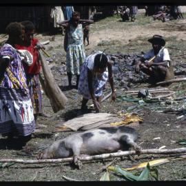 Women Preparing Pigs for Ceremony