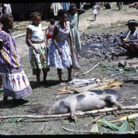 Women Preparing Pigs for Ceremony