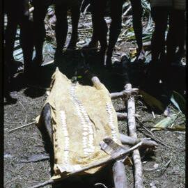 Women Preparing Pigs for Ceremony