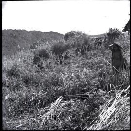 Line of People Walking Through Scrub