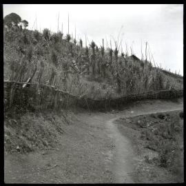 Hill Path, Papua New Guinea