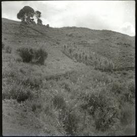 Hill Path, Papua New Guinea