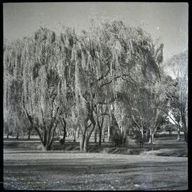Trees, Possibly in Canberra
