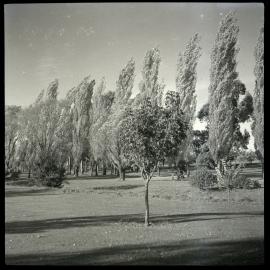 Trees, Possibly in Canberra
