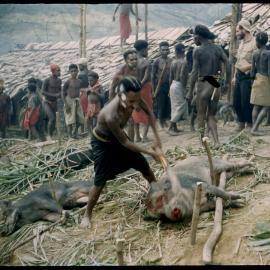 Man Butchering Pig