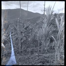 Plants, Papua New Guinea