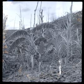 Plants, Papua New Guinea